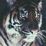 Profile Picture of Michael Hanson (@_michael.hanson_) on Instagram