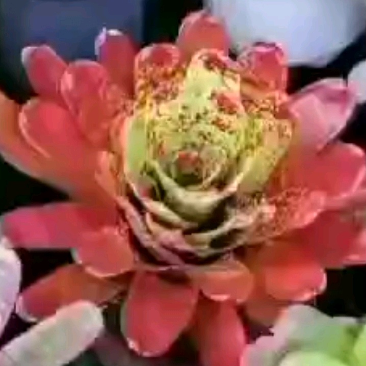 Profile Picture of Ahmad (@ahmadabdullatif111) on Tiktok