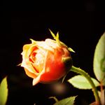 Profile Picture of alina singh (@alina_singh98) on Instagram