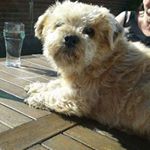 Profile Picture of Catherine Ryan (@catherineryan471) on Instagram