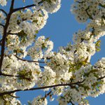 Profile Picture of Geraldine James (@rappapeachyes) on Instagram