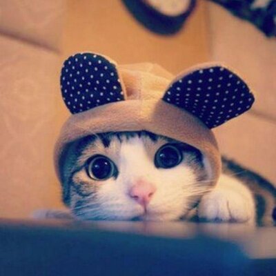 Profile Picture of Hanaa Mahmoud (@HanaaMahmoudd) on Twitter