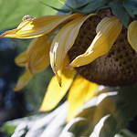 Profile Picture of Lam-photo (@lam-photo) on Flickr