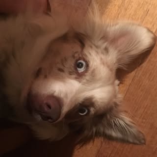 Profile Picture of Josh Bock (@bock_joshua) on Instagram