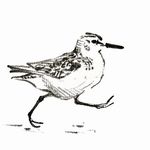 Profile Picture of Rachel Shearer (@johnbusbyartist) on Instagram