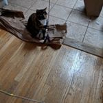 Profile Picture of Bryony Squillace (@brysquills) on Instagram