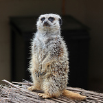 Profile Picture of David Arce (@darce711) on Flickr