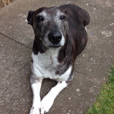 Profile Picture of Dan Bonnington (@DanBonnington) on Twitter