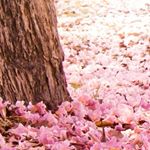 Dawn Lambert - Instagram Profile Picture of Dawn Lambert (@dawnlambert708) on Instagram