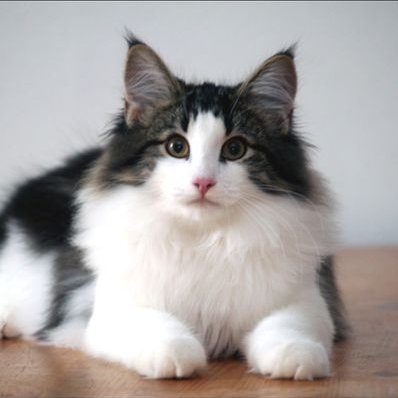 Preeti Shetty - Twitter Profile Picture of Preeti Shetty (@PreetiDKU299) on Twitter