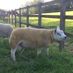 Profile Picture of Jeremy Theyer (@chedworthtexels) on Instagram