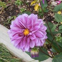 Profile Picture of Jacqueline Foster (@jacqueline-foster-13) on Quora