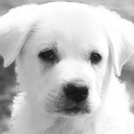 Profile Picture of shawn becker (@shanhank_cowboy18) on Instagram