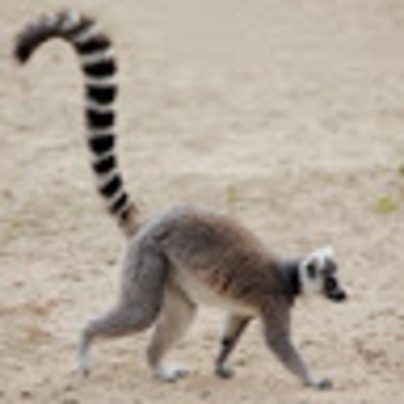 Profile Picture of Roxanne Zaroff (@roxannezaroff) on Poshmark