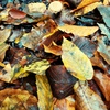 Profile Picture of NicholasVanOrton (@nicholasvanorthon) on Tiktok