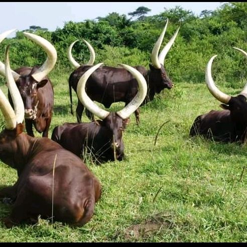 Profile Picture of Geoffrey ug🇺🇬🇺🇬 (@geoffrey.ug0) on Tiktok