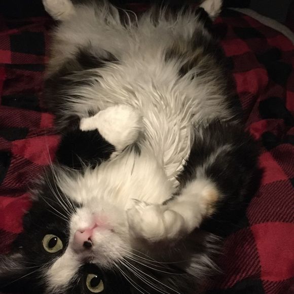 Profile Picture of Courtney Chesley (@courtneychesley) on Poshmark