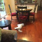 Profile Picture of nicholaspatino6 (@nicholaspatino6) on Instagram