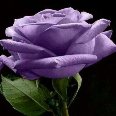 Profile Picture of Sonia Albert Dieguez (@AlbertDieguez) on Twitter