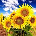 Profile Picture of Vicki Yoder (@fabrics829) on Instagram