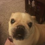 Profile Picture of Christy Peabody Standefer (@madshoppin74) on Instagram