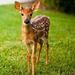 Profile Picture of Fawn Samaroo (@fawnsamaroo) on Pinterest