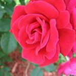 Profile Picture of Bobbi Rees Libous (@bobbi51) on Pinterest