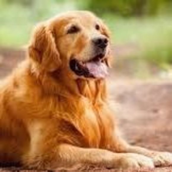 Profile Picture of Mike Pallendino (@mikepdino) on Poshmark