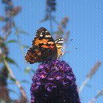 Profile Picture of Roel Bessems (@roelllie) on Instagram
