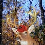 jonathan beiler - Instagram Profile Picture of jonathan beiler (@j.e.beiler) on Instagram