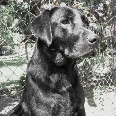 Profile Picture of Nicholas Angelides (@nangelides) on Twitter