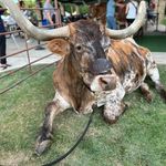 Heather Reams - Instagram Profile Picture of Heather Reams (@cowgirlslonghorns) on Instagram