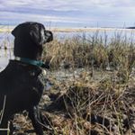 Profile Picture of Brian Billingsley (@brian_billingsley) on Instagram