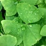 Profile Picture of Thomas Pemrick (@thomaspemrick) on Instagram