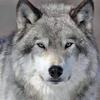 Profile Picture of buttafuocoandrea47@gmail.com (@andreabuttafuoco6) on Tiktok