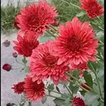 Profile Picture of Shanthi Perera (@shanthi.perera.794628) on Instagram