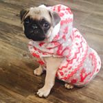 Profile Picture of Marvin Gibbs 🐶 (@_marvinthepug_) on Instagram