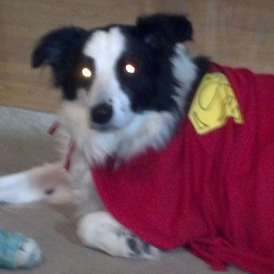 Profile Picture of Steve Oh (@pumpkinheadrd) on Twitter