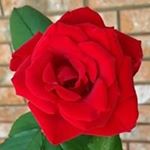 Profile Picture of Shawna Self (@selfshawna) on Instagram