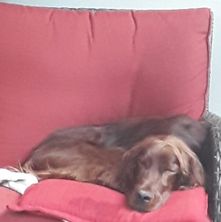 Profile Photo of Henry Irish Setter (@henry.irishsetter) on Facebook