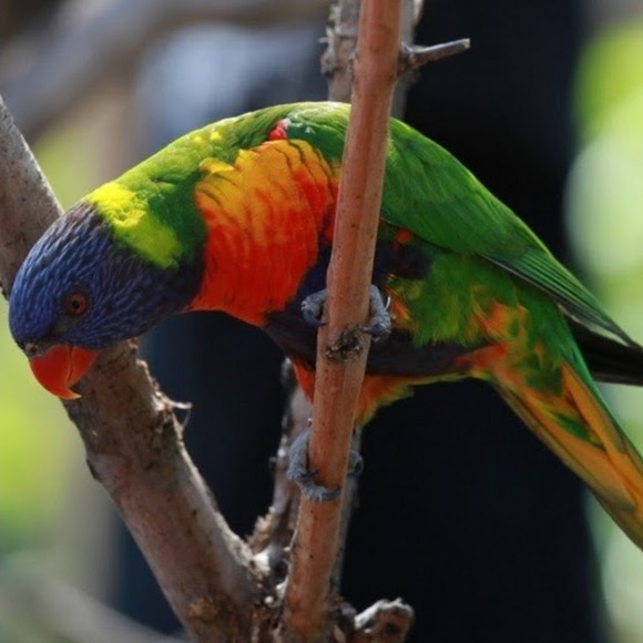 Profile Picture of Adam Lafrance (@sysb652) on Poshmark