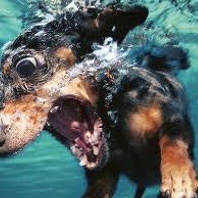 Profile Picture of Jim Nemo (@JNemo10000) on Twitter