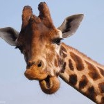 Profile Picture of Geoffrey Gordon Mammal (@_geoffrey_giraffe_) on Instagram