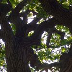 Catherine Raymond - Instagram Profile Picture of Catherine Raymond (@catsplace802) on Instagram