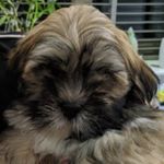 Profile Picture of Dexter & Steve (@dexter_and_steve_lhasa) on Instagram