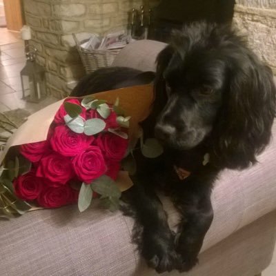 Profile Picture of Archie Bryn Phillips (@ARCHIEBRYNGB) on Twitter