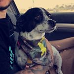 Profile Picture of Leia jones (@_leiadog) on Instagram