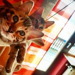 Profile Picture of Harry & Bailey (@harry_der_bengale) on Instagram