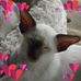 Profile Picture of Kathy Coyne (Istjar's Siamese) (@kathy.coyne.9) on Facebook