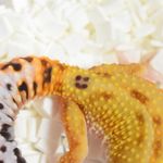 Profile Picture of pero (@peronoouchi0922) on Instagram